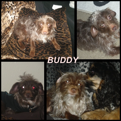 buddy